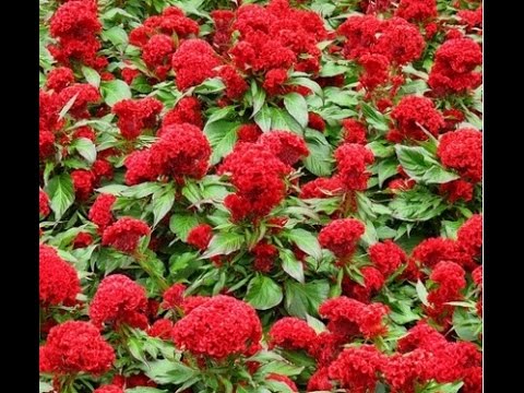 50H_HẠT GIỐNG MÀO GÀ BÚA (NẢY MẦM SIÊU CHUẨN)