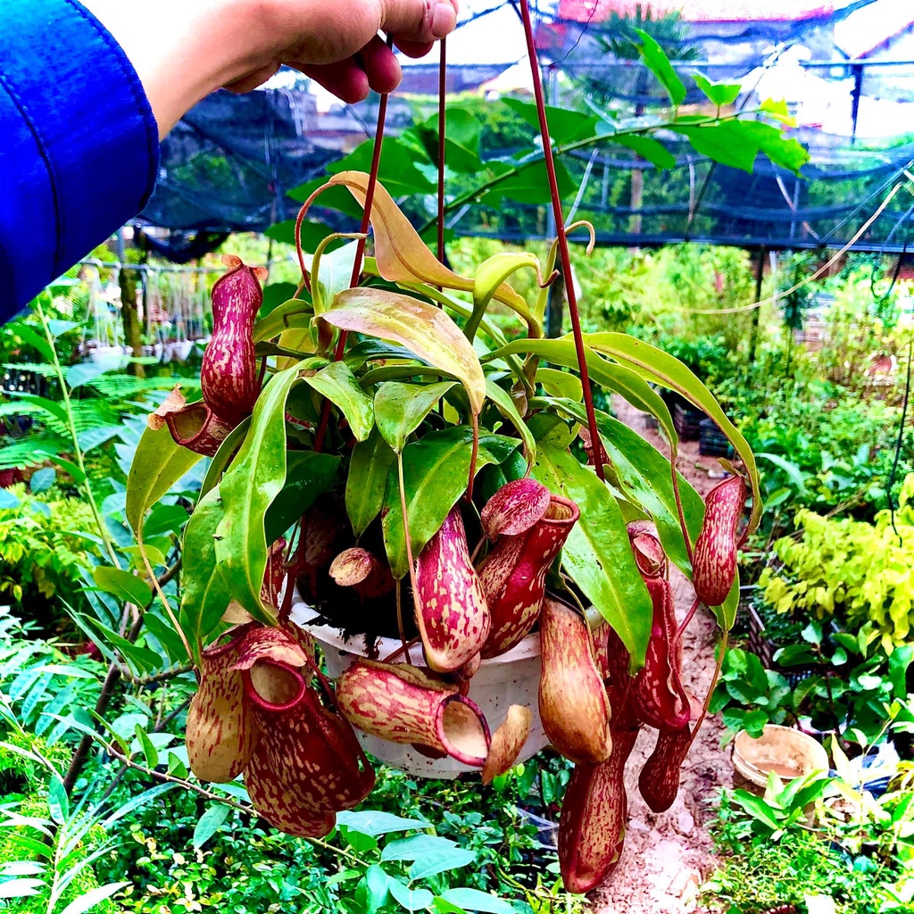 Cây nắp ấm bắt ruồi