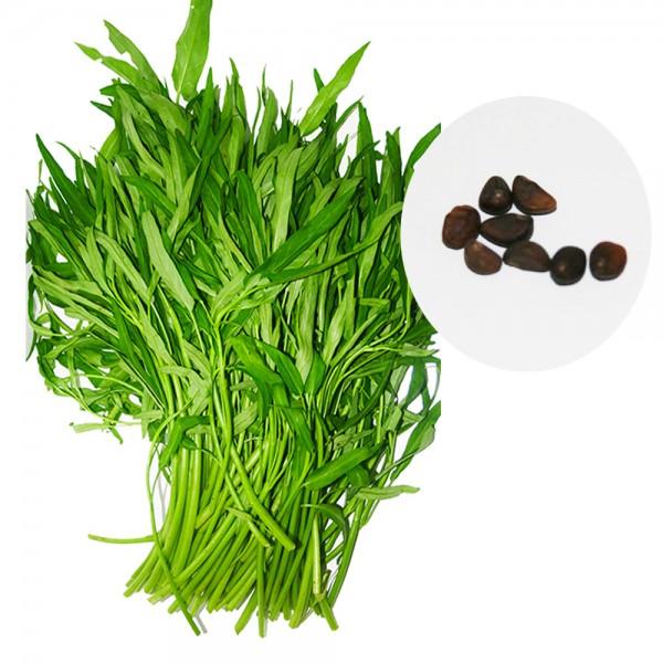 [Sale  off] Hạt giống rau muống ăn lá