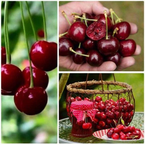 cây giống chery brazin nhập khẩu 100% chiệu nhiệt