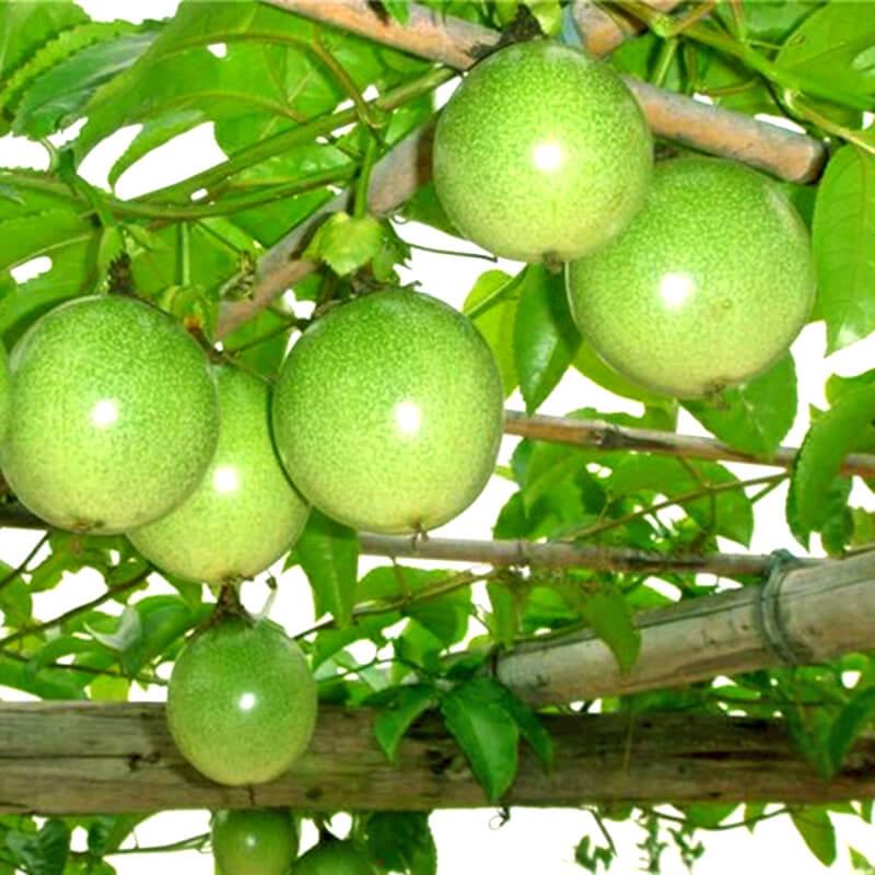 [SP Mới về] - Hạt giống chanh leo giá rẻ