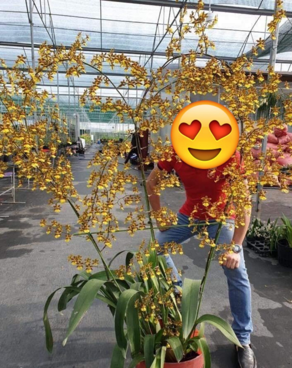 hoa lan vũ nữ SUMO chậu trưởng thành