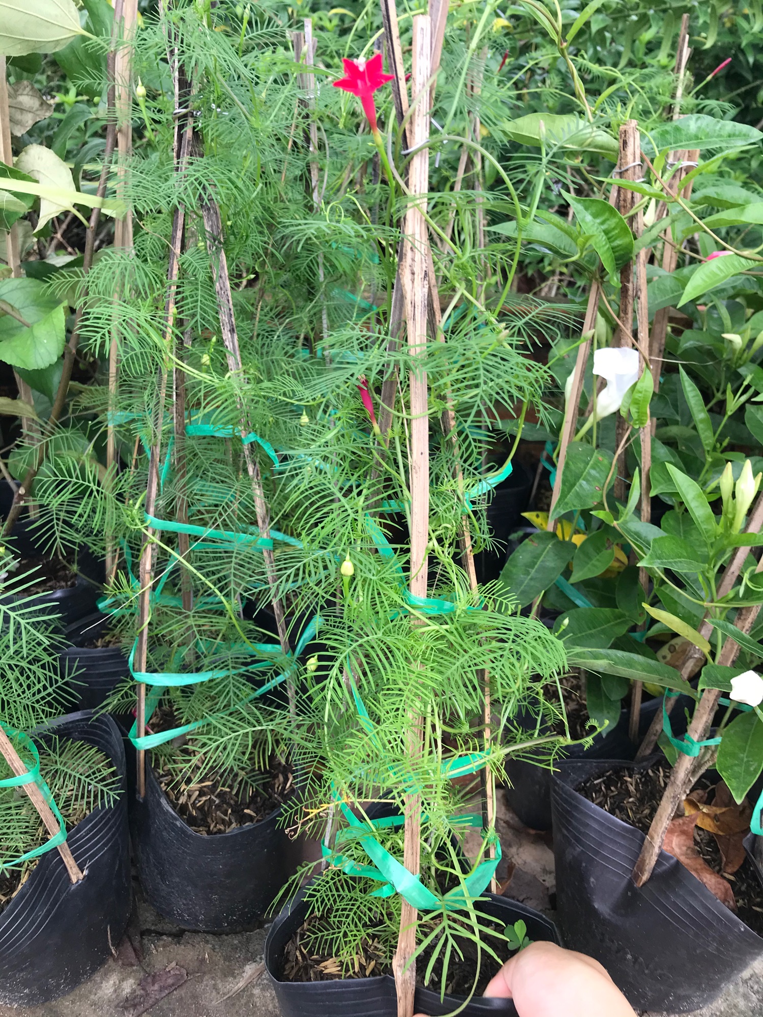 Hoa tóc tiên + tặng phân bón cho cây khỏe