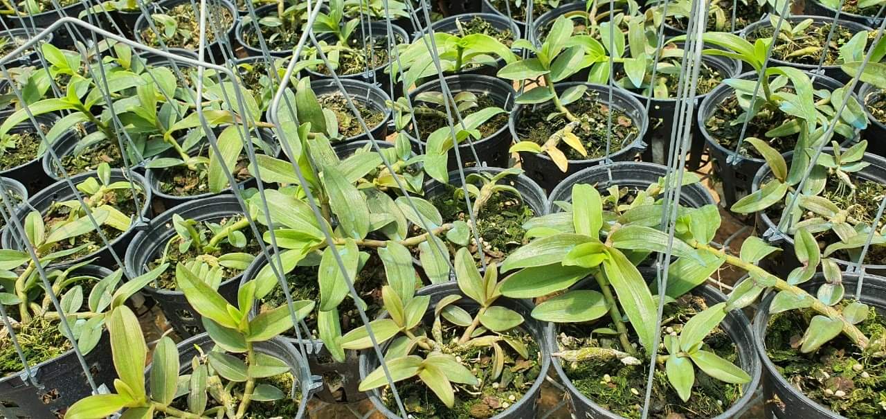 Phi điệp Hồng Trời Đánh gieo hạt Chậu 52