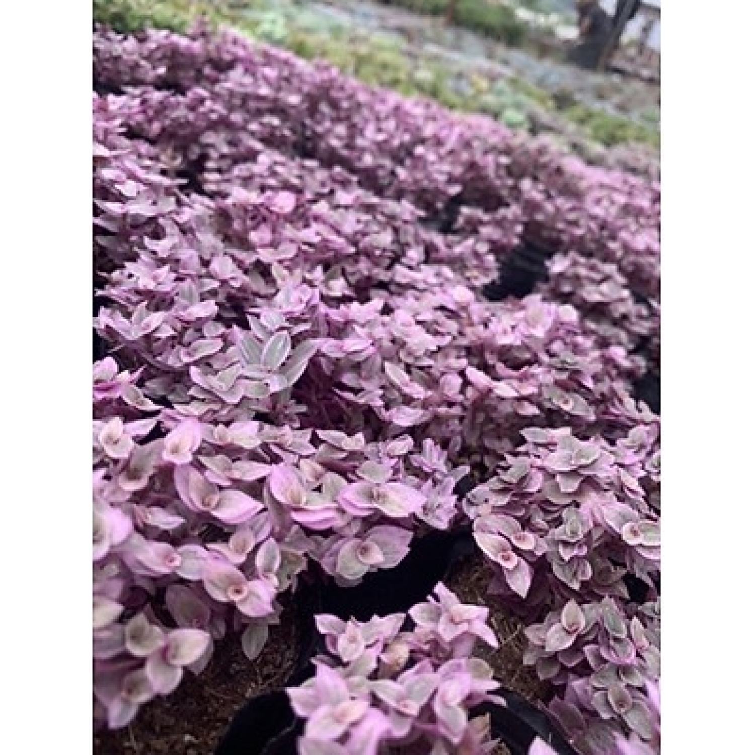 Sen đá size bầu Pink lady siêu đẹp. Ưa nước dễ chăm