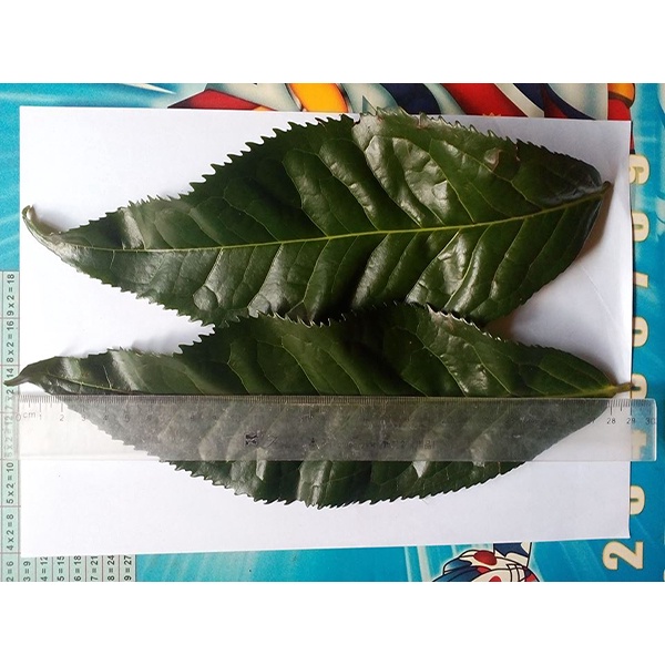 cây giống Chè Shan Tuyết (được kiểm tra hàng )