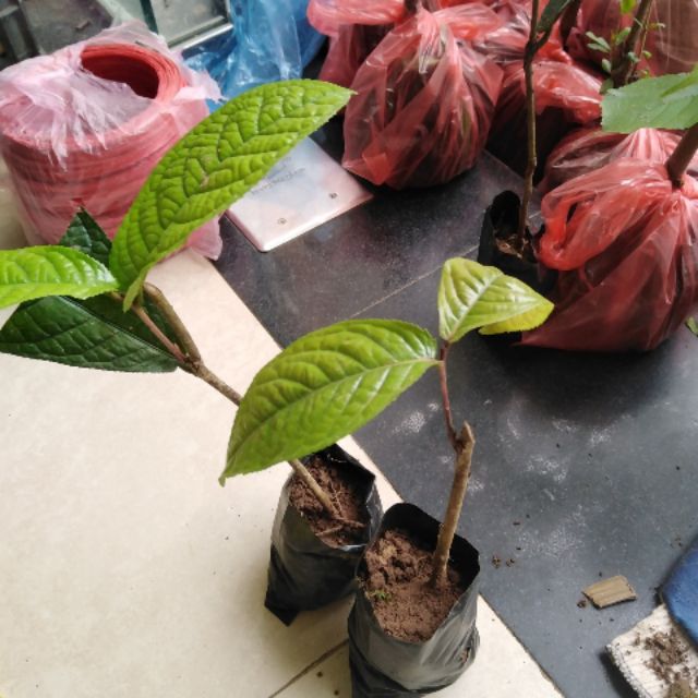 Combo 3 chè hoa vàng, 1 chuoi do