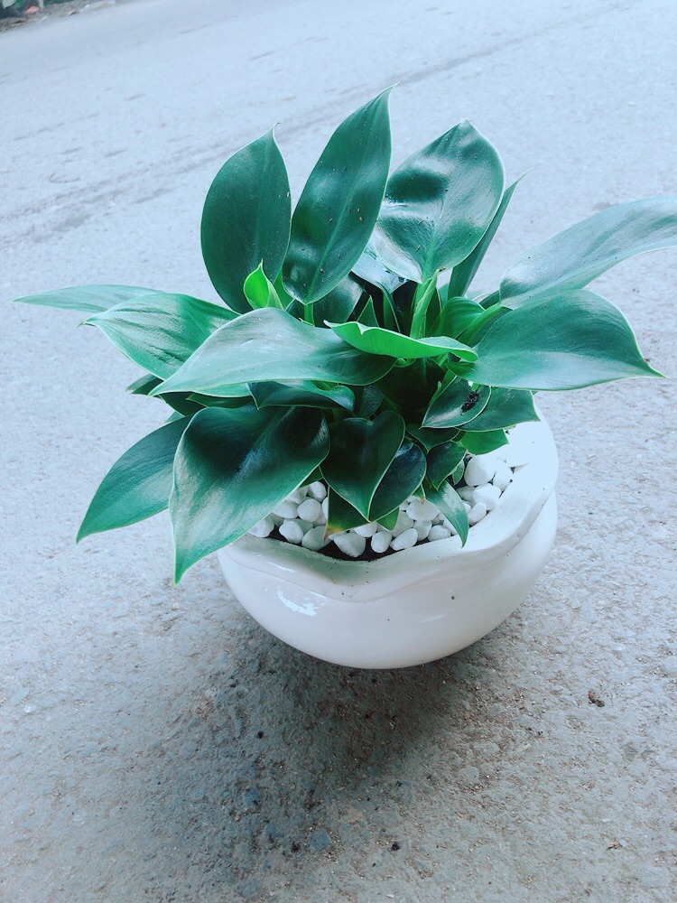 [HCM]Chậu Cây Trầu Bà Đế Vương