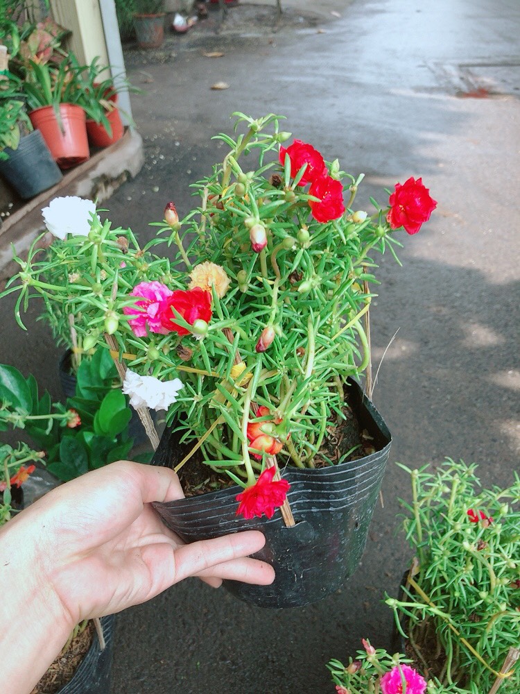 Chậu cây hoa mười giờ đẹp