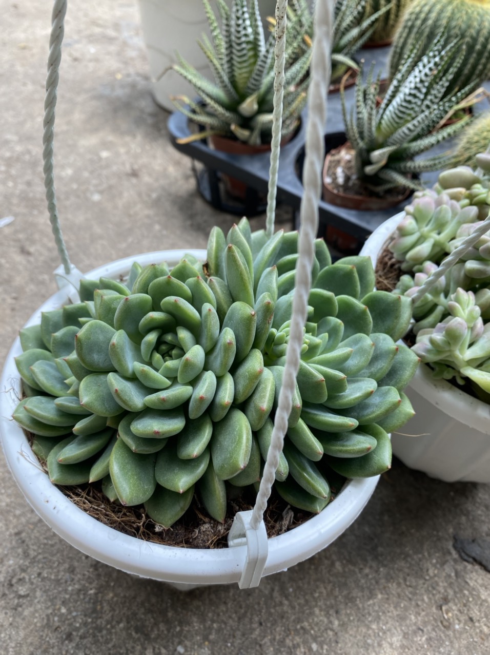SEN ĐÁ ĐỎ SIZE TRUNG (10-13cm)