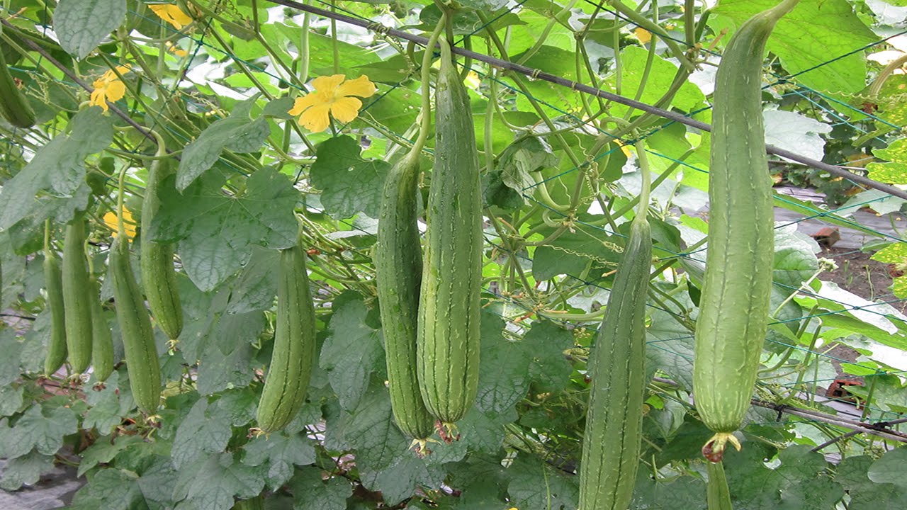 Mướp Hương Đức Trọng – Lâm Đồng (1KG)