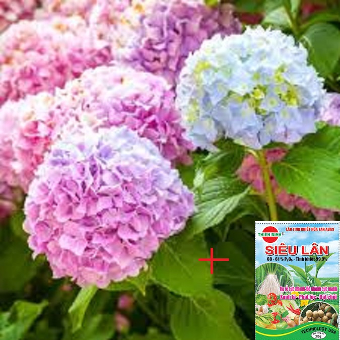 Cây hoa cẩm tú cầu -bầu cây giống , rễ khỏe mạnh