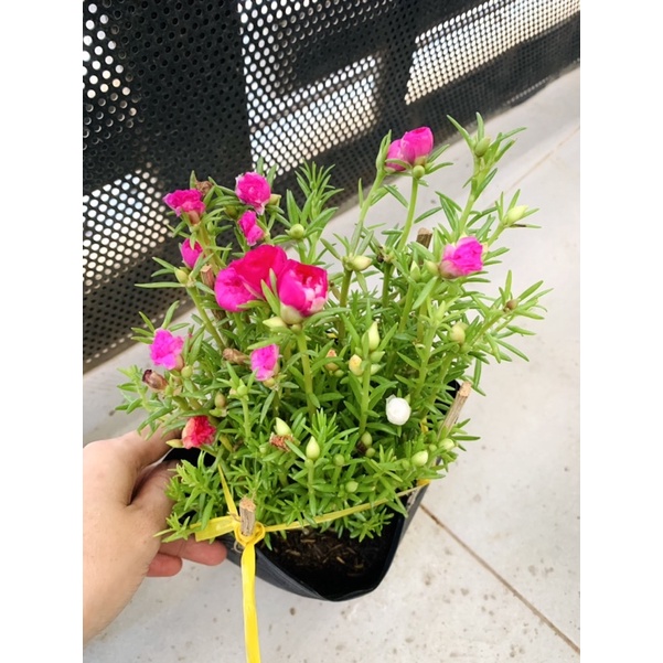 Chậu hoa mười giờ mixx màu - chậu c6