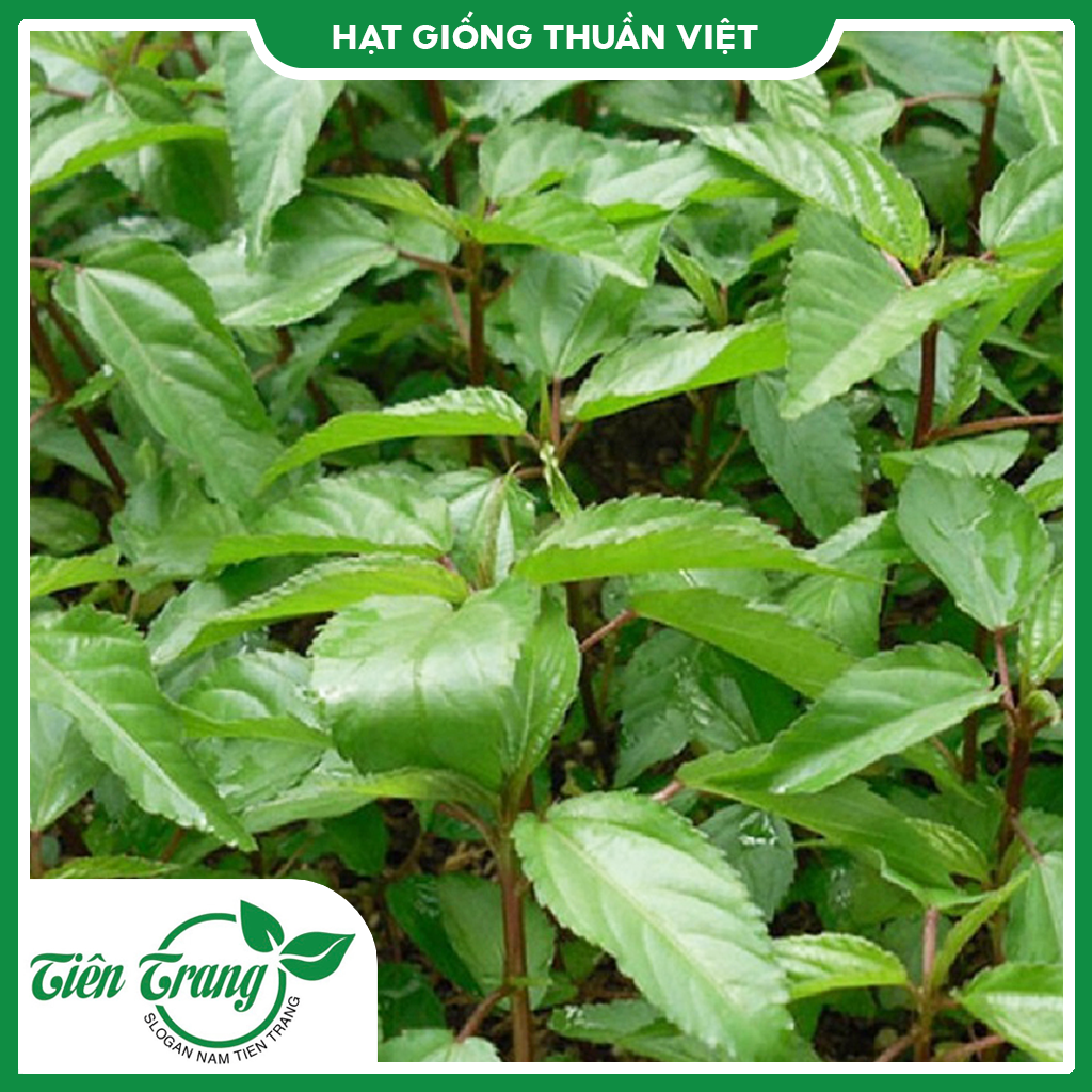 Hạt giống Rau Đay Đỏ - Rau Đay trắng TN - 55