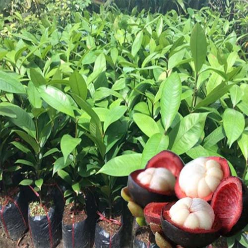 Cây măng cụt thái cao 50 cm ra trái siêu sớm sau 1 năm .