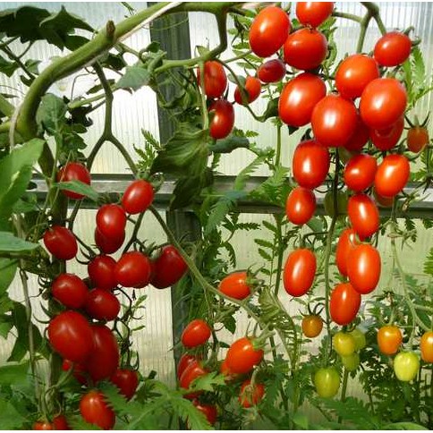 Hạt giống cà chua bi Phú Nông - 0.1g