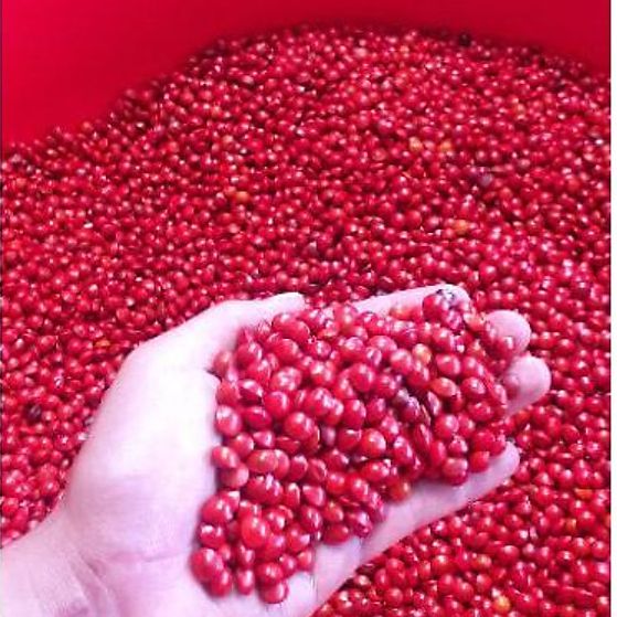 Hạt giống Cẩm Thái Lan (muồng cườm, cẩm đỏ) CT549 - Gói 50 hạt