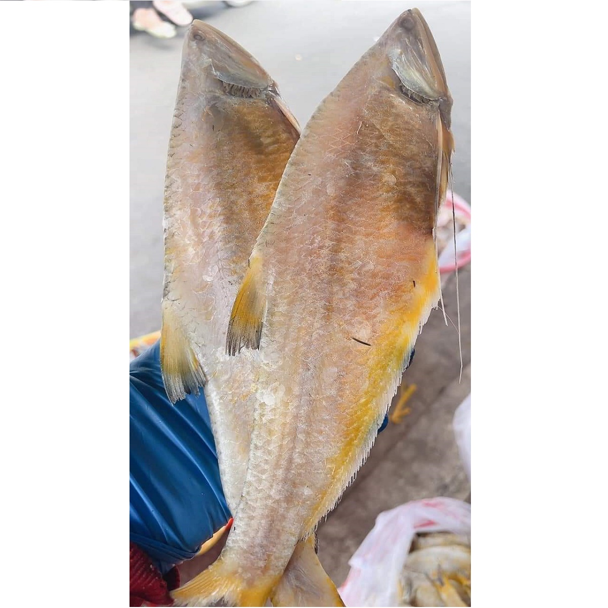 Khô Cá Lẹp Vàng Chất Lượng