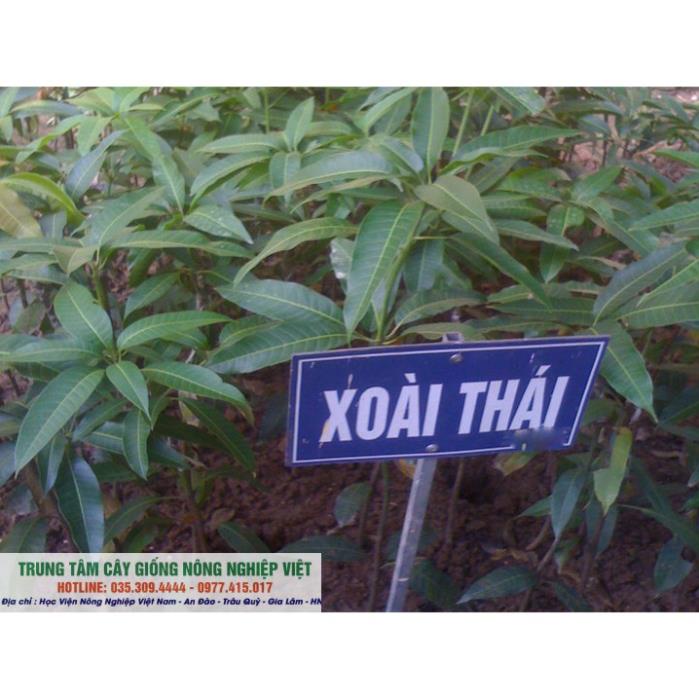 Cây Xoài Thái Lan Siêu Sớm Hạt Lép
