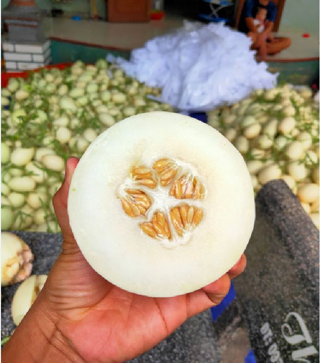 Hạt giống dưa lê bạch tuyết  - 1 gói 20 hạt - VTNT
