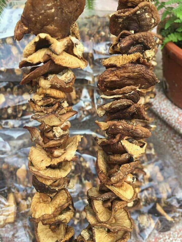 500G NẤM HƯƠNG RỪNG SAPA