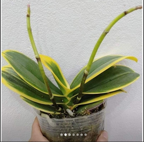 Hoa lan hồ điệp lá biên