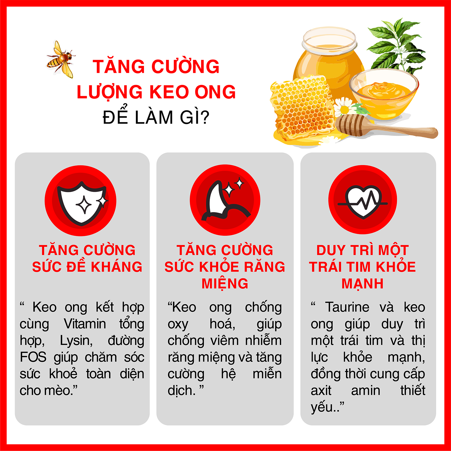[1KG] - Thức ăn hạt cho mèo mọi lứa tuổi Today's dinner 1KG