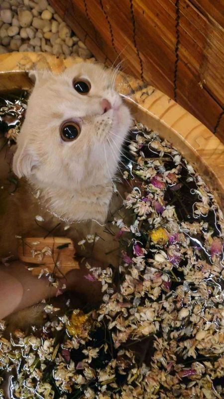 Thảo dược tắm cún cưng. Khử hôi. phòng nấm ghẻ ..