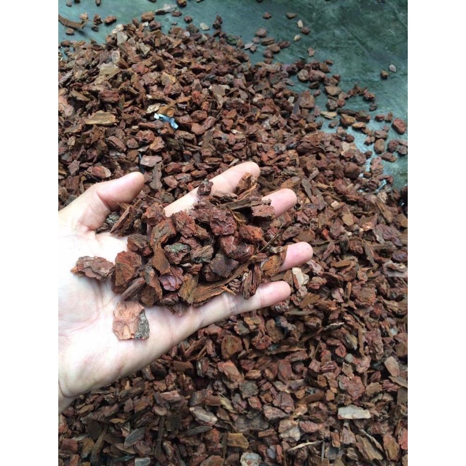 Vỏ thông trồng lan đã xử lý size 1-2cm
