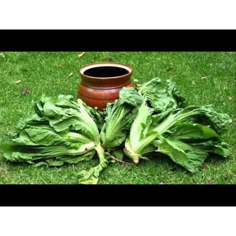 20G - Hạt Giống Cải Tòa Xại (Cải Bẹ Dưa)