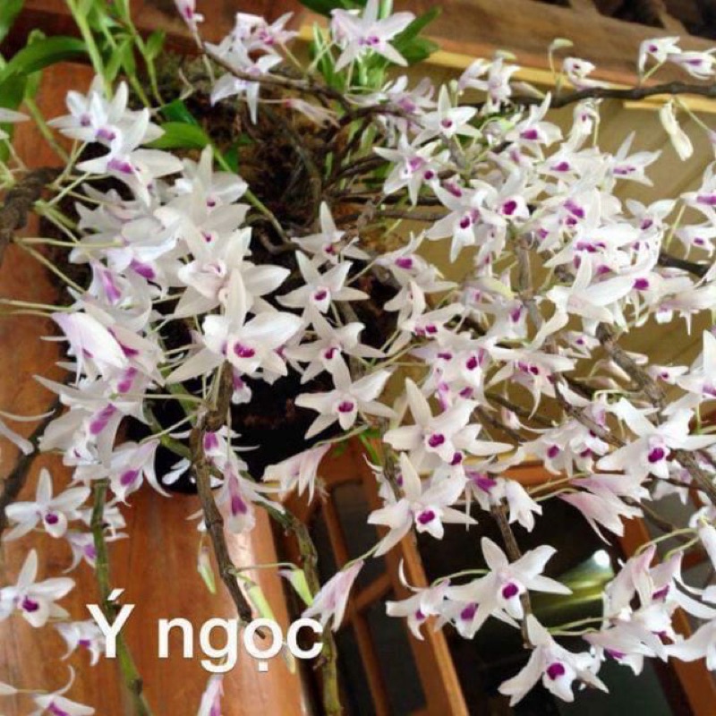 Lan ý ngọc đang mùa ra hoa