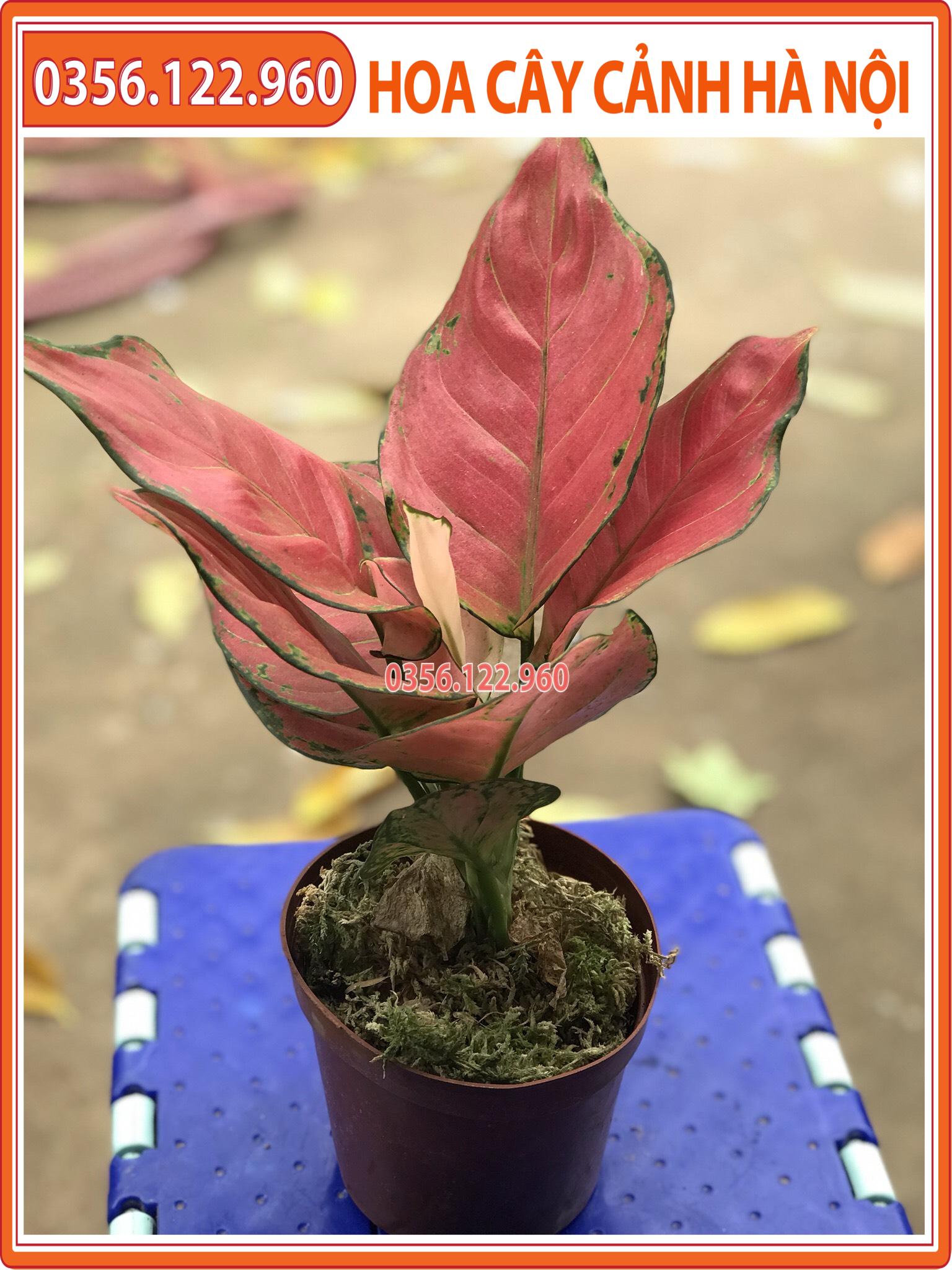 Cây vạn lộc đỏ để bàn