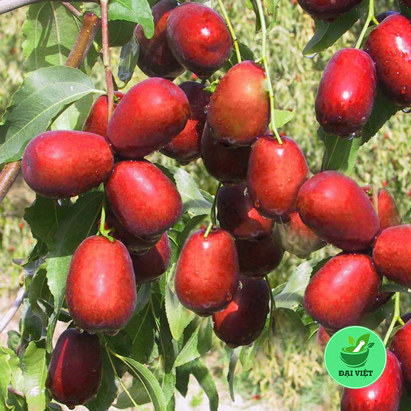 Táo đỏ sấy khô (1kg) - DV110