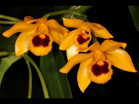 Phi điệp trầm vàng, ki to khỏe hoa đẹp hiếm