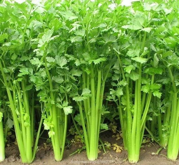 Hạt giống rau cần Thuận Điền gói 10g