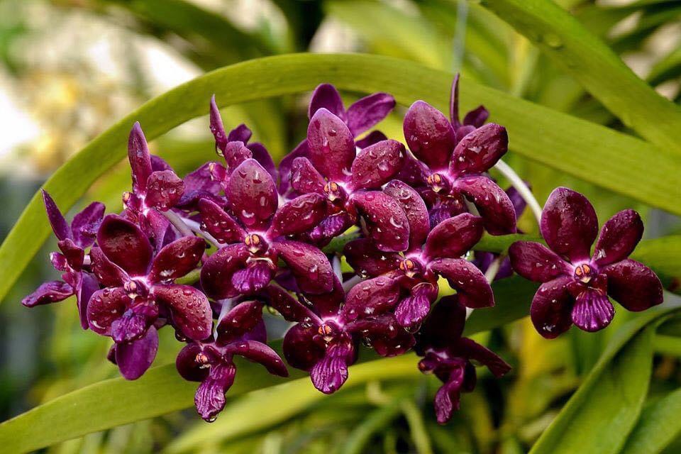 Hoa lan ngọc điểm lai Vanda