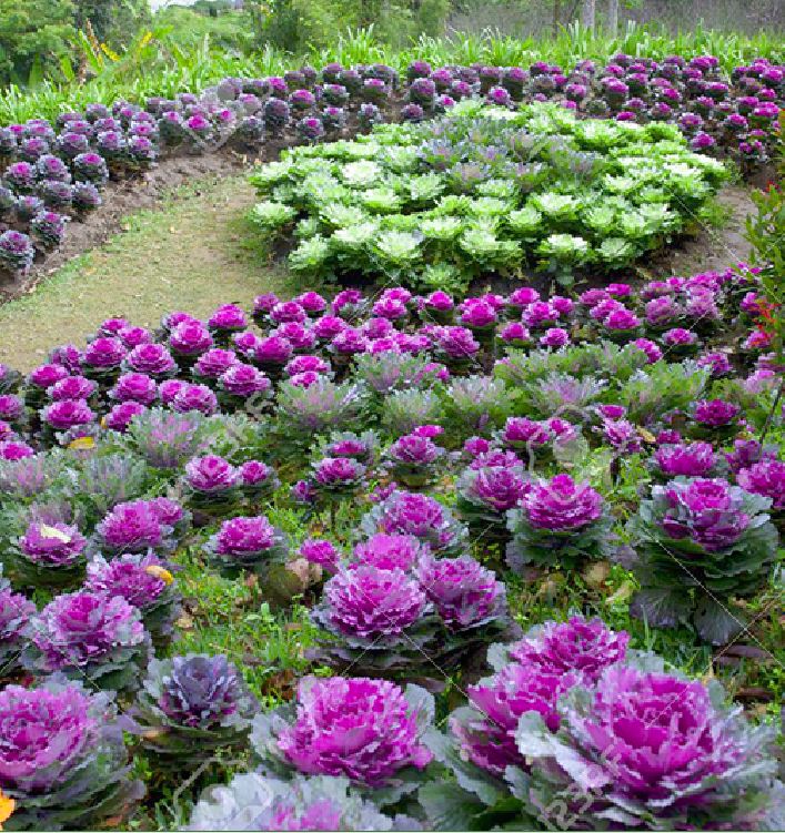 Hạt giống Bắp Cải Hoa Hồng mix nhiều màu - gói 20 hạt