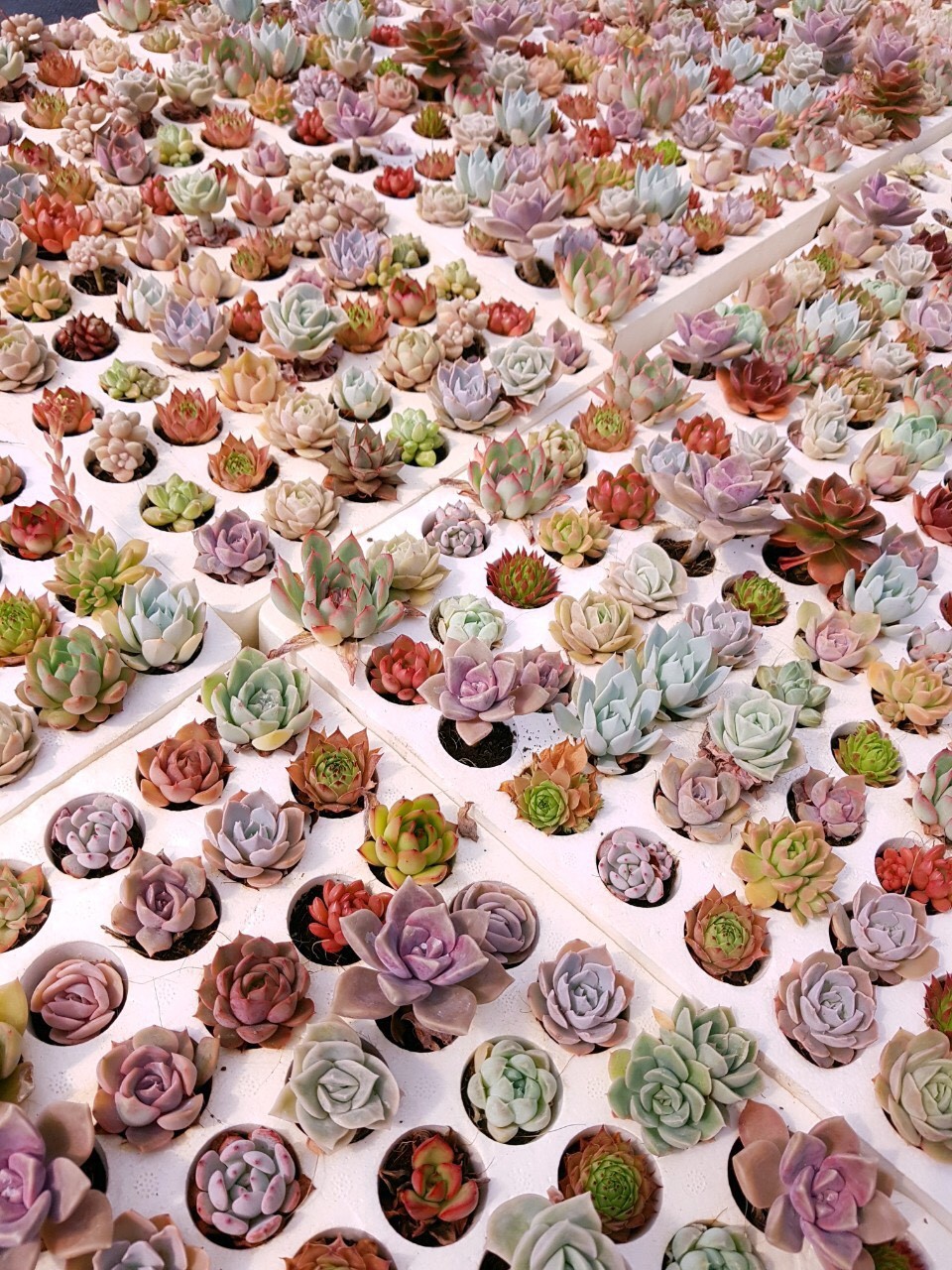 sen đá mini (size vỉ 3-5cm) hàng vip liên đài, cánh đều