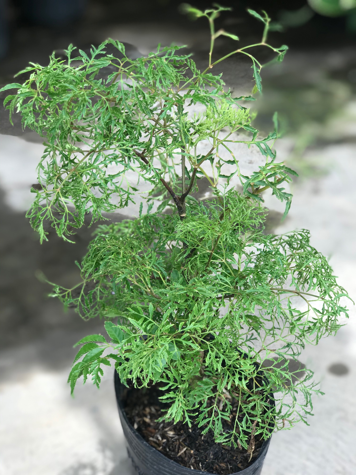 Cây Đinh lăng + tặng phân bón cho cây mau lớn