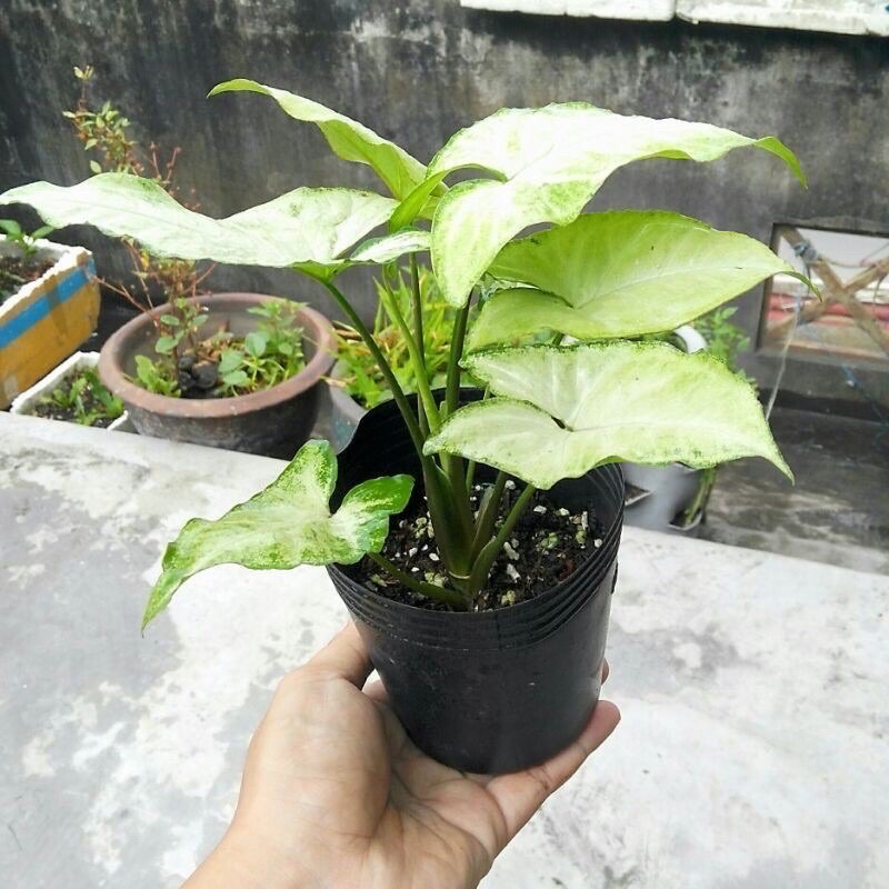 Cây trầu bà trắng / Cây tróc bạc (có thể trồng thuỷ sinh)