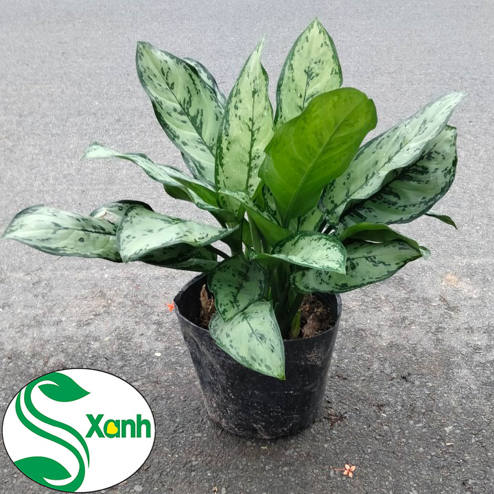 Cây ngân hậu - cây phong thủy - cây nội thất - trang trí sân vườn