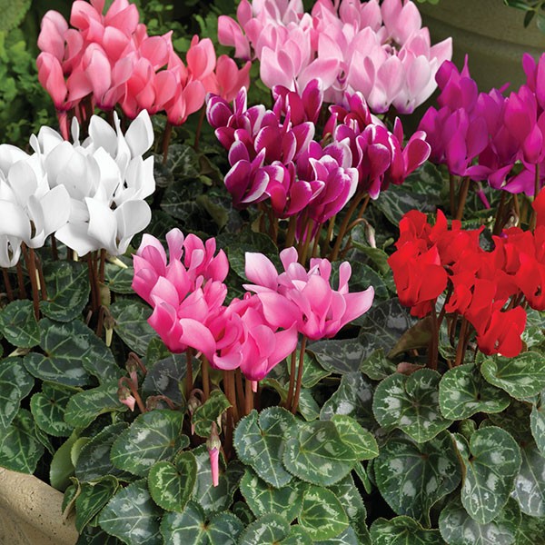 Cyclamen Seeds - High Quality Seeds