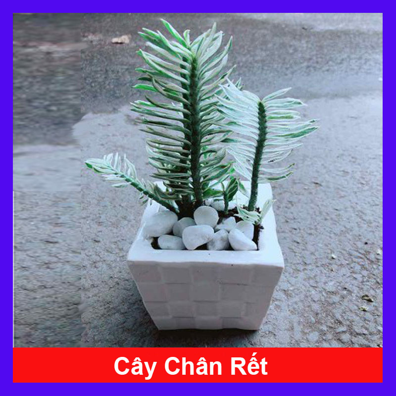 Cây cảnh mini để bàn - Cây Chân Rết