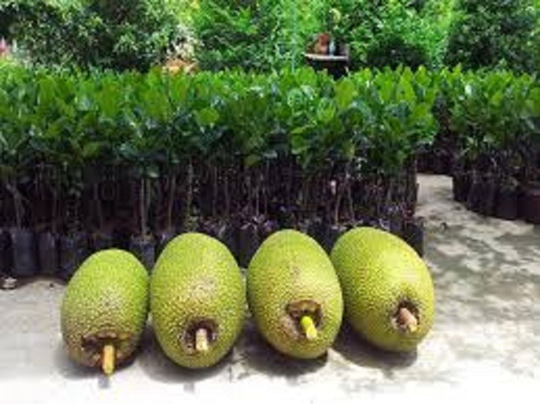 CÂY GIỐNG MÍT KHÔNG HẠT