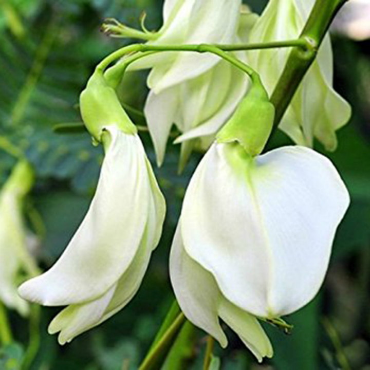 Hạt giống so đũa gói 2gr