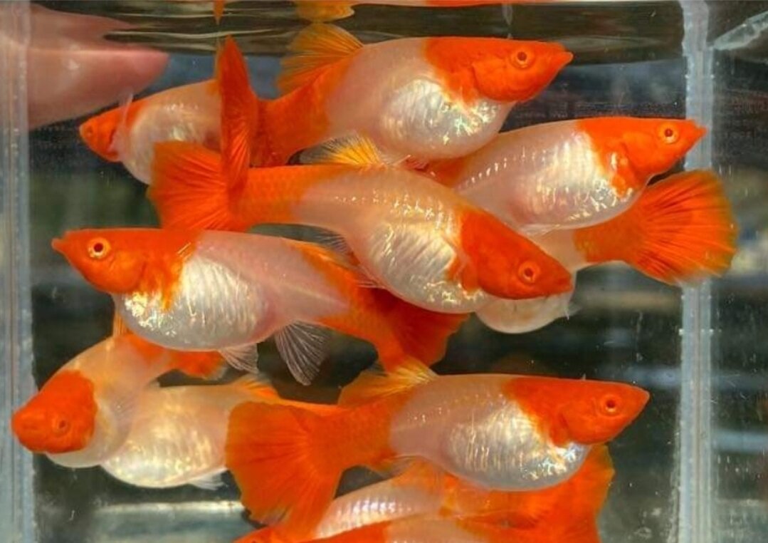 koi đỏ guppy - 7 màu koi