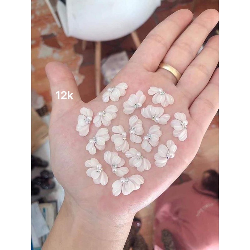 hoa bột cúc ruby
