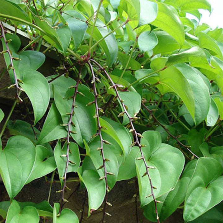 Hoài sơn( củ mài) 1kg
