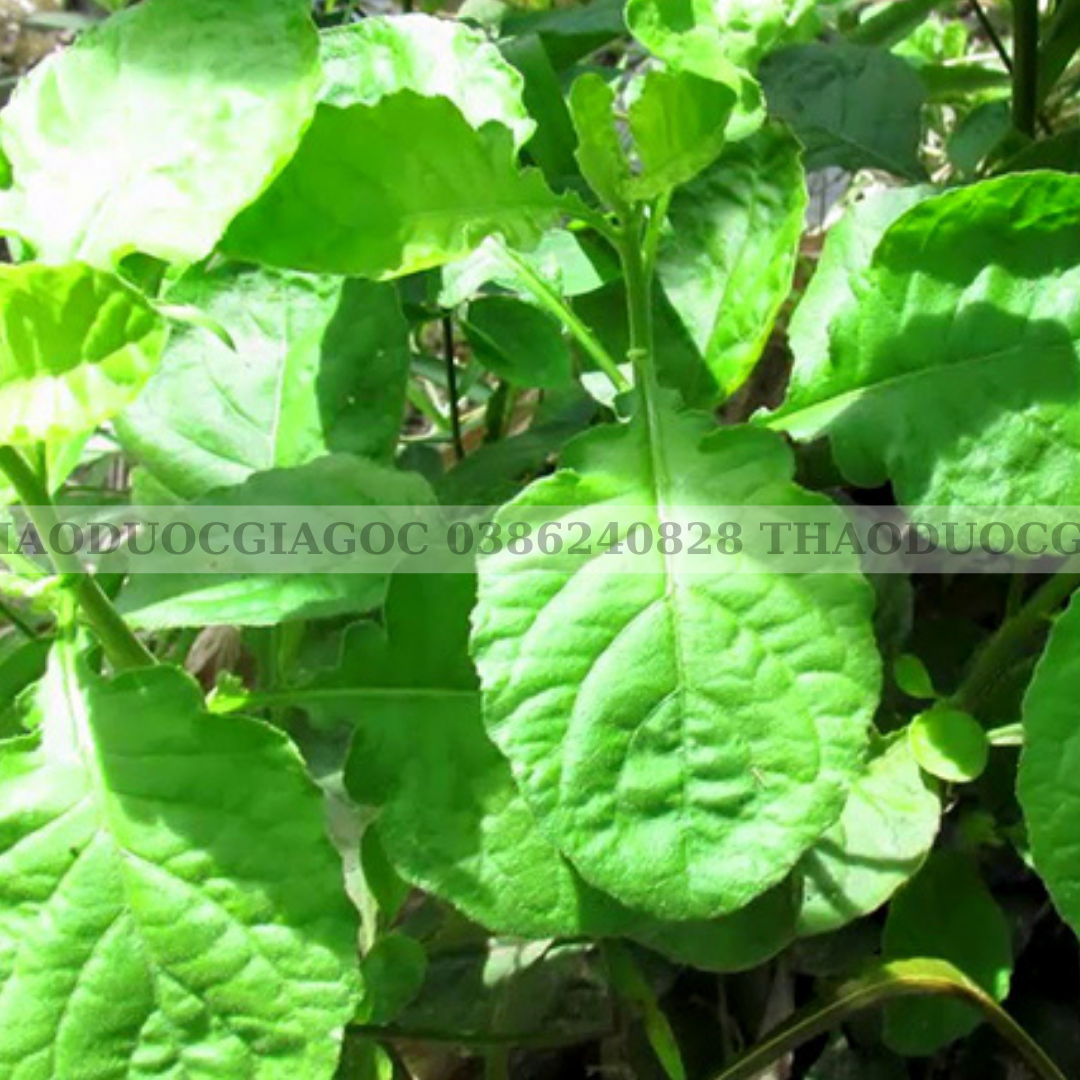 1kg cây cải trời khô