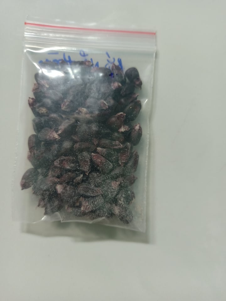 Hạt giống bắp nữ hoàng f1 ,(100 hạt/50k )